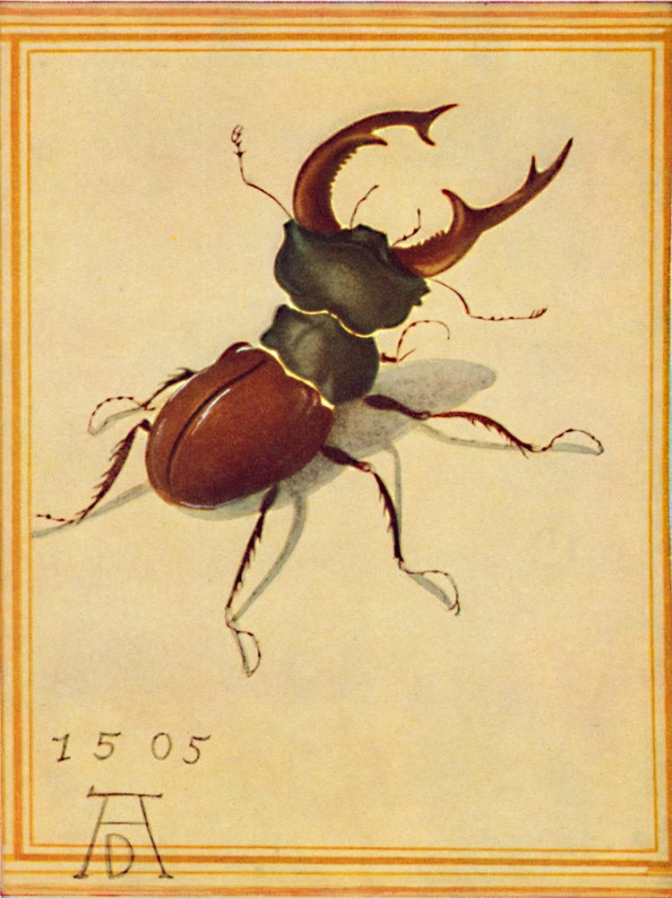 Durer - Beetle